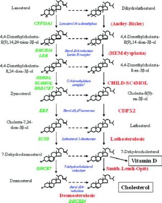  Ketosterol: 探索天然合成固醇的奇妙世界！